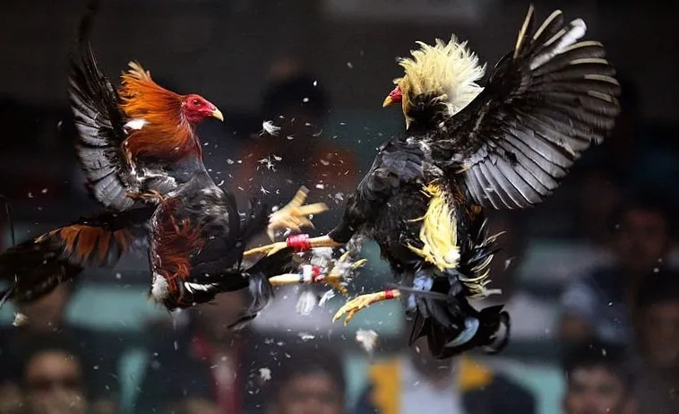 Bí Quyết Thắng Lớn Với Đá Gà WS168 Tại M88 Hấp Dẫn Nhất 1 Bí Quyết Thắng Lớn Với Đá Gà WS168 Tại M88 Hấp Dẫn Nhất