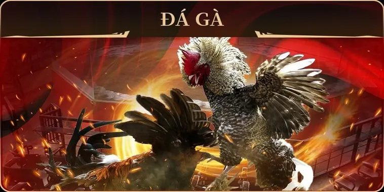 Bí Quyết Chơi Đá Gà GA28 M88 Thắng Lớn Dễ Dàng Hiệu Quả 2 Bí Quyết Chơi Đá Gà GA28 M88 Thắng Lớn Dễ Dàng Hiệu Quả