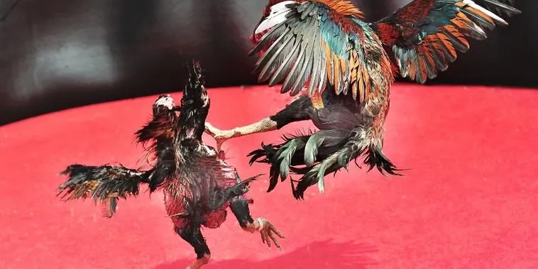 Bí Kíp Thắng Đá Gà Sabong M88 Hấp Dẫn Cho Người Chơi Mới 2 Bí Kíp Thắng Đá Gà Sabong M88 Hấp Dẫn Cho Người Chơi Mới