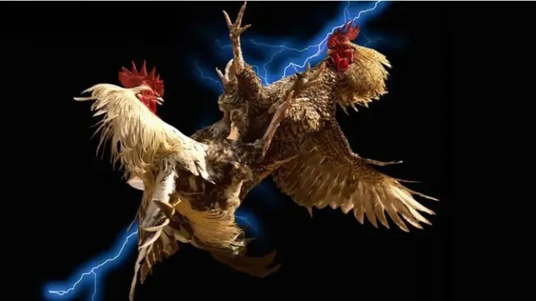 Bí Quyết Thắng Lớn Với Đá Gà WS168 Tại M88 Hấp Dẫn Nhất 2 Bí Quyết Thắng Lớn Với Đá Gà WS168 Tại M88 Hấp Dẫn Nhất